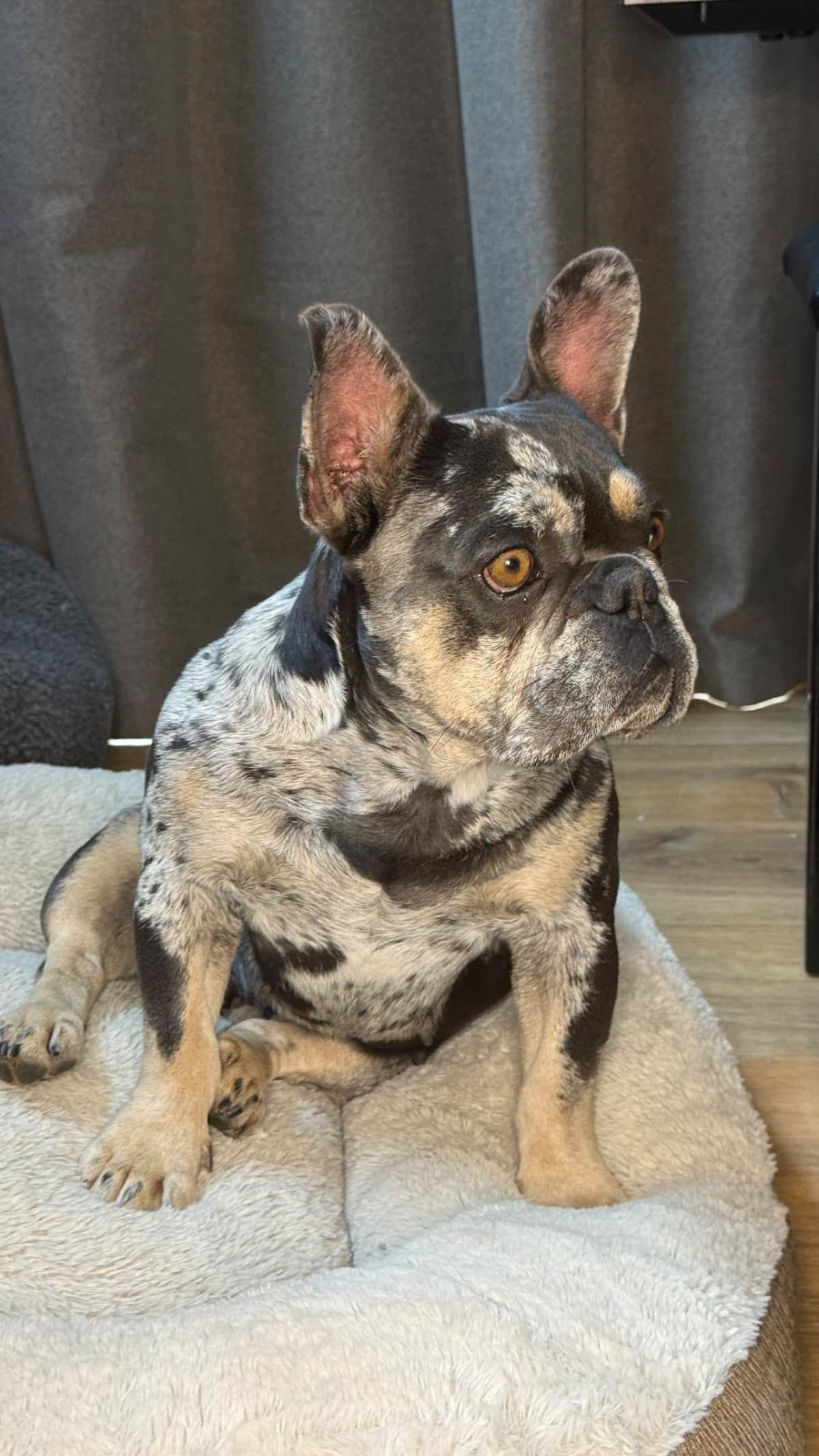 French Bulldog Puppies breeder image 4