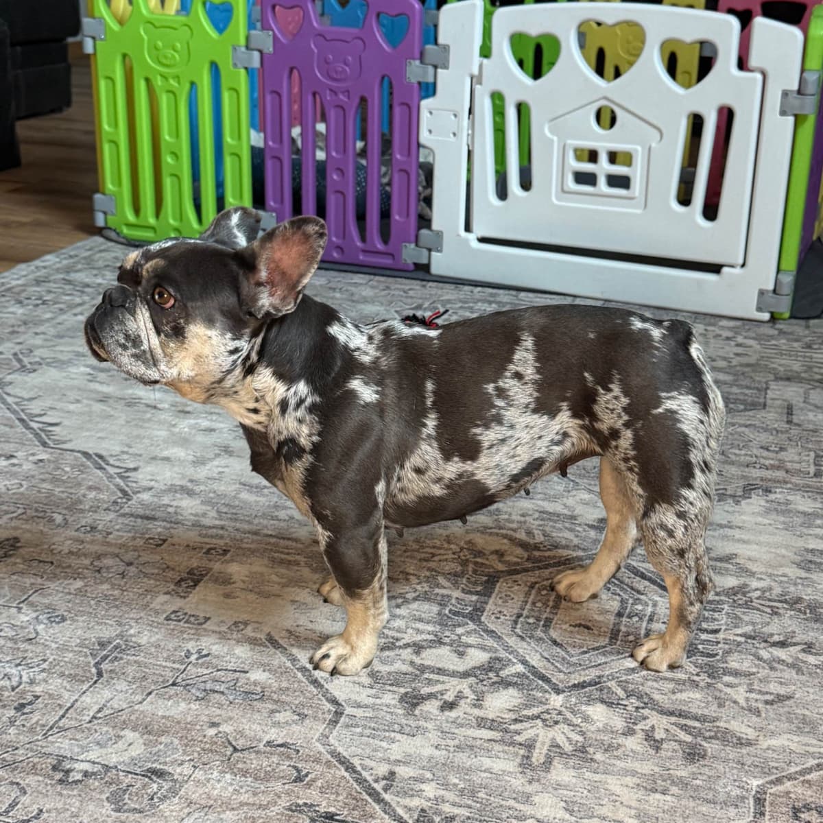 French Bulldog Puppies breeder image 5
