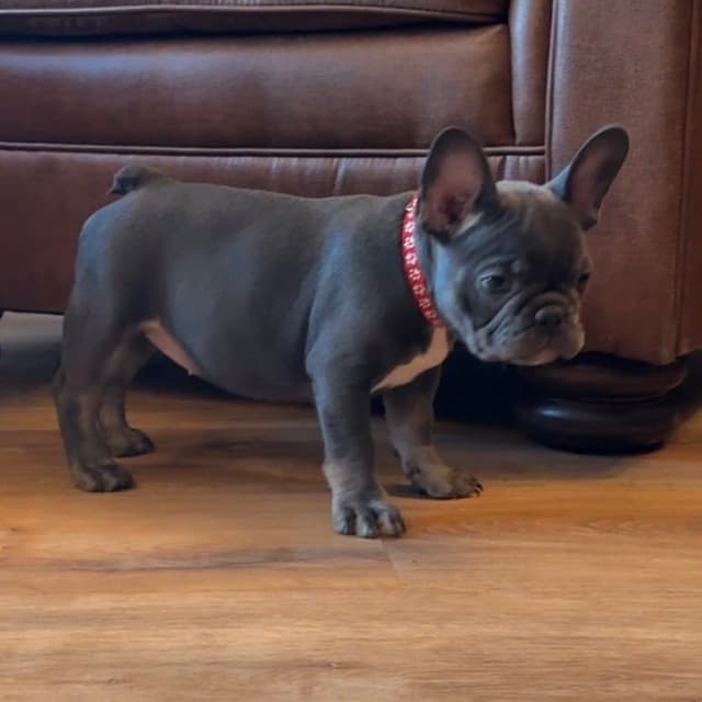 French Bulldog Puppies media 2