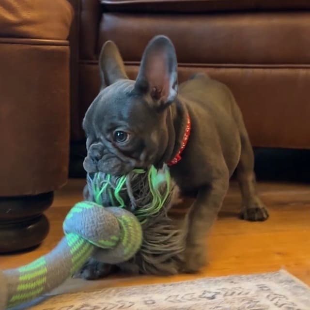 French Bulldog Puppies media 3