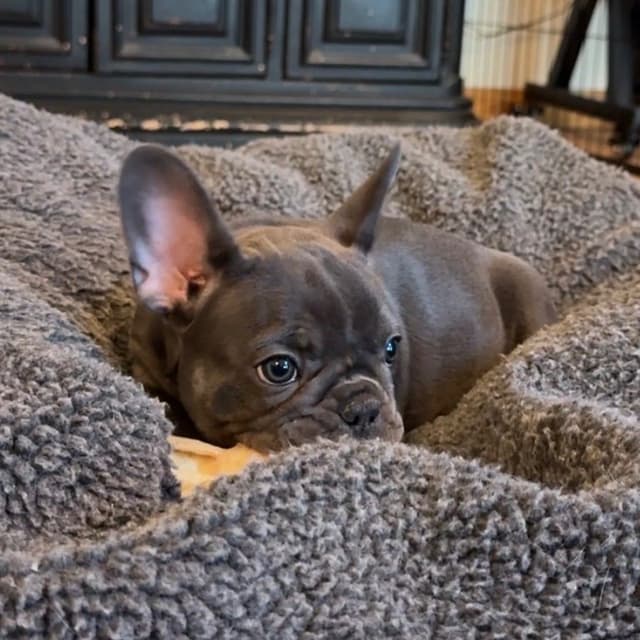 French Bulldog Puppies media 4