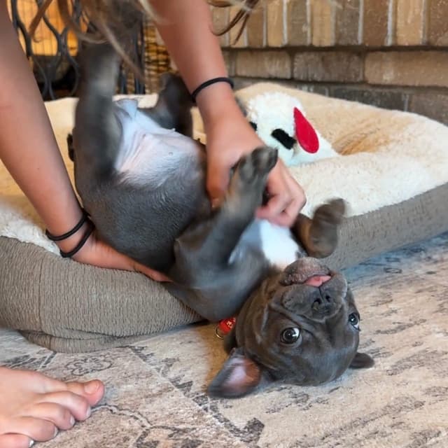 French Bulldog Puppies media 5