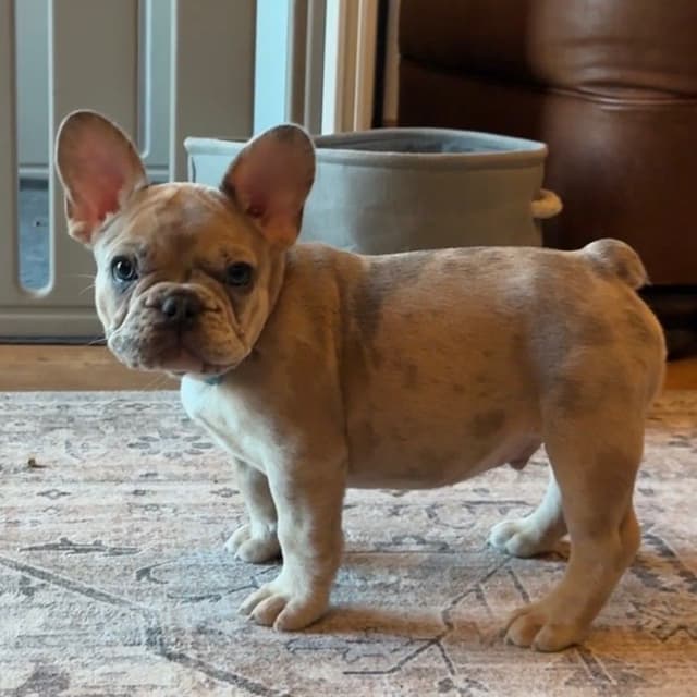 French Bulldog Puppies media 6