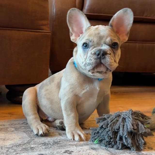 French Bulldog Puppies media 7
