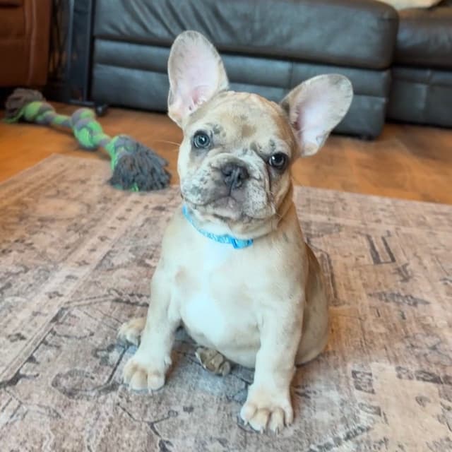 French Bulldog Puppies media 8