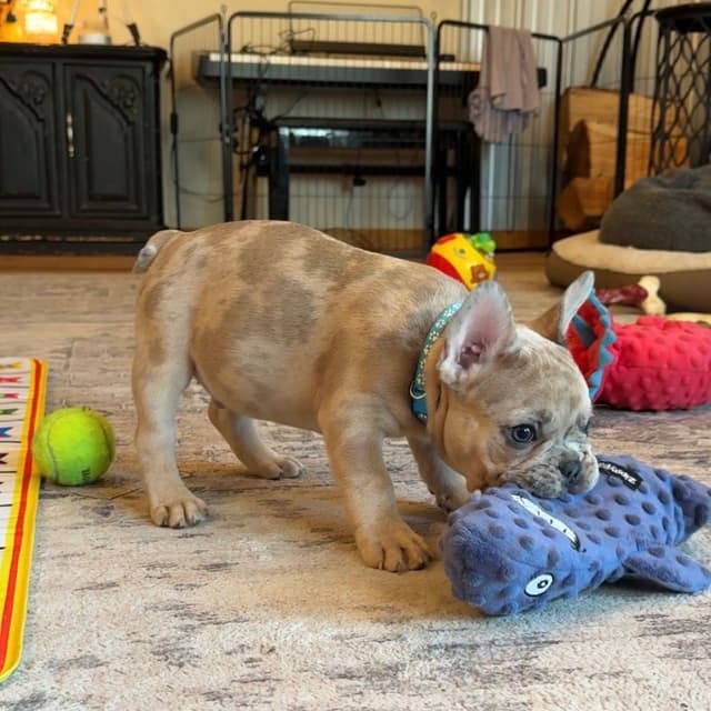French Bulldog Puppies media 9