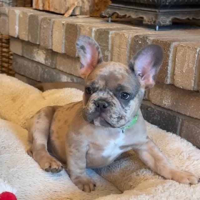 French Bulldog Puppies media 10