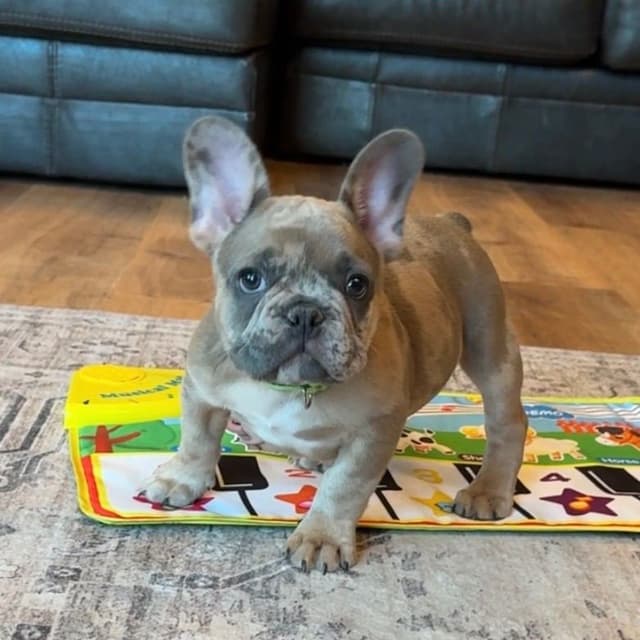 French Bulldog Puppies media 11