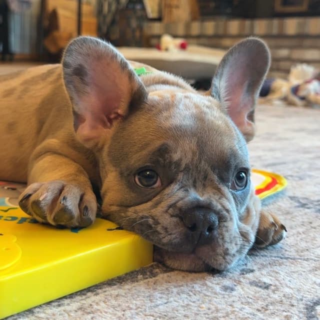 French Bulldog Puppies media 12