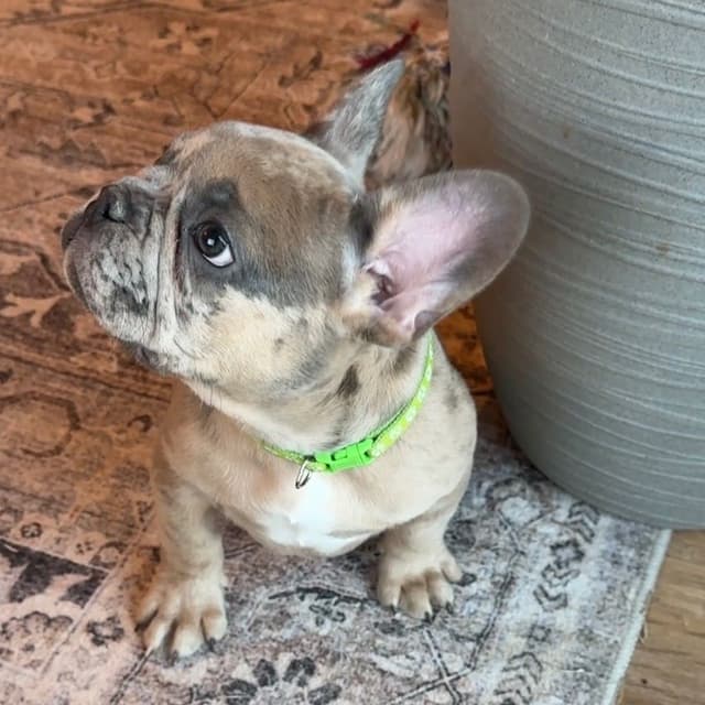 French Bulldog Puppies media 13