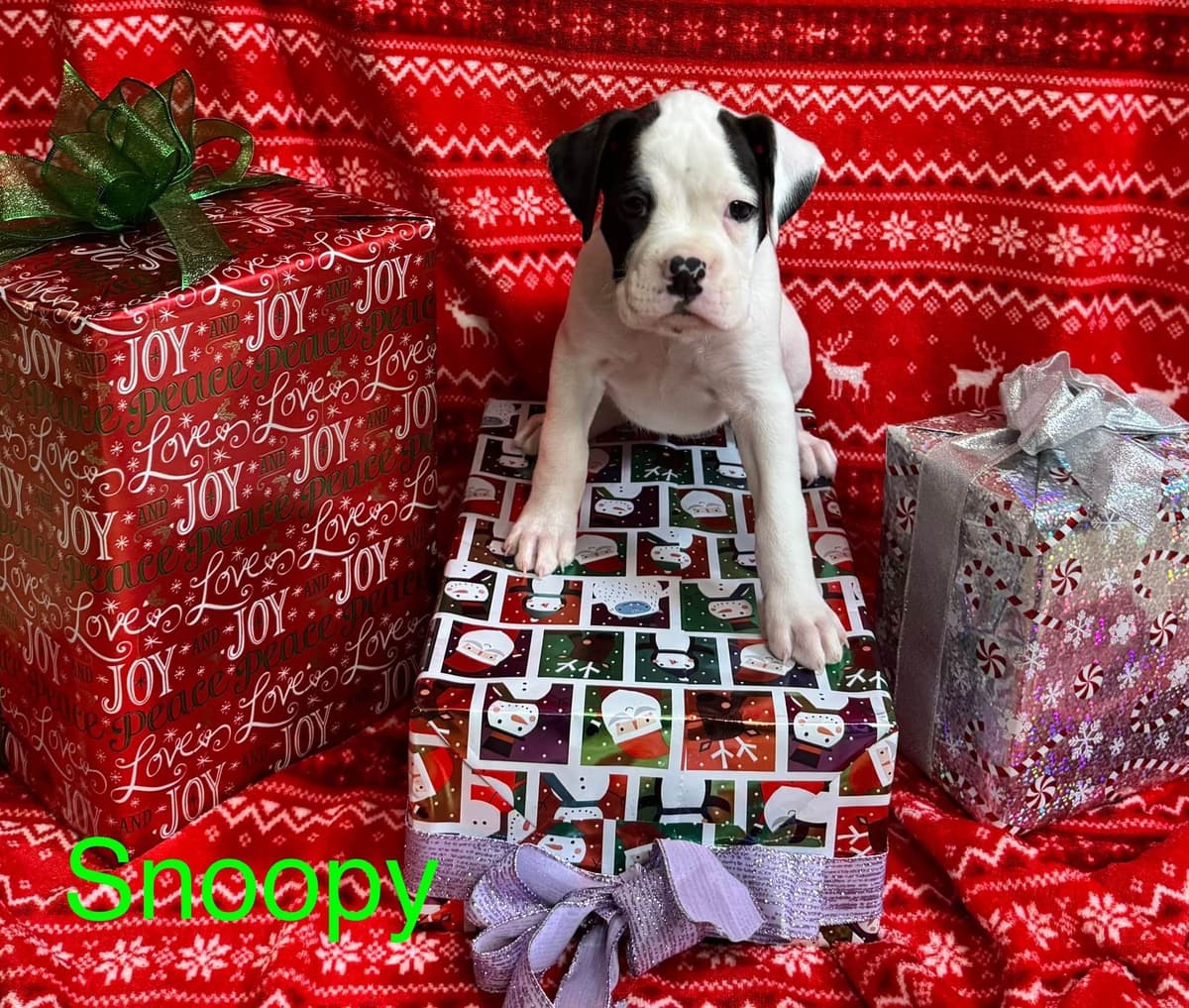 Boxer Puppies breeder image 4