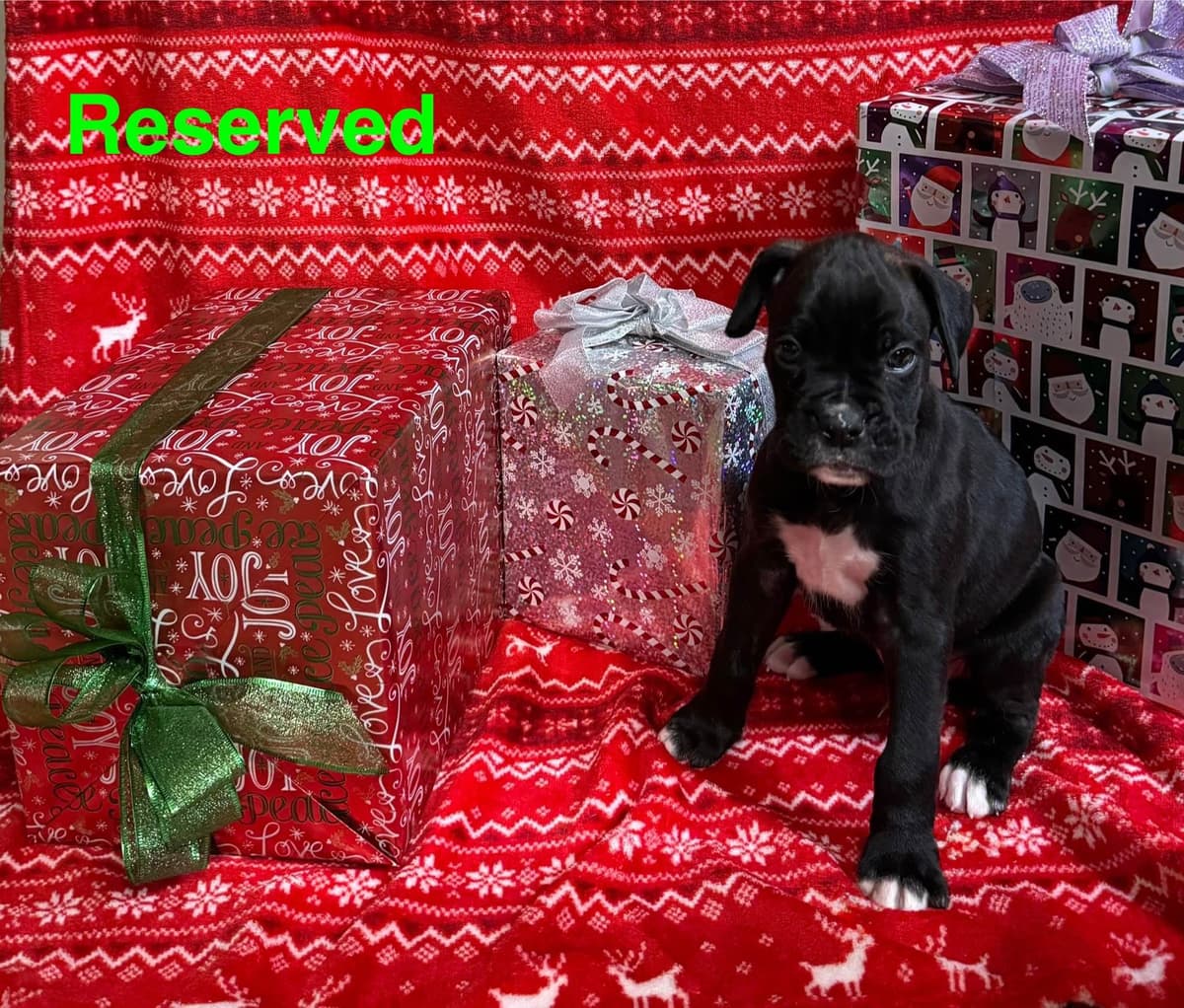 Boxer Puppies breeder image 7