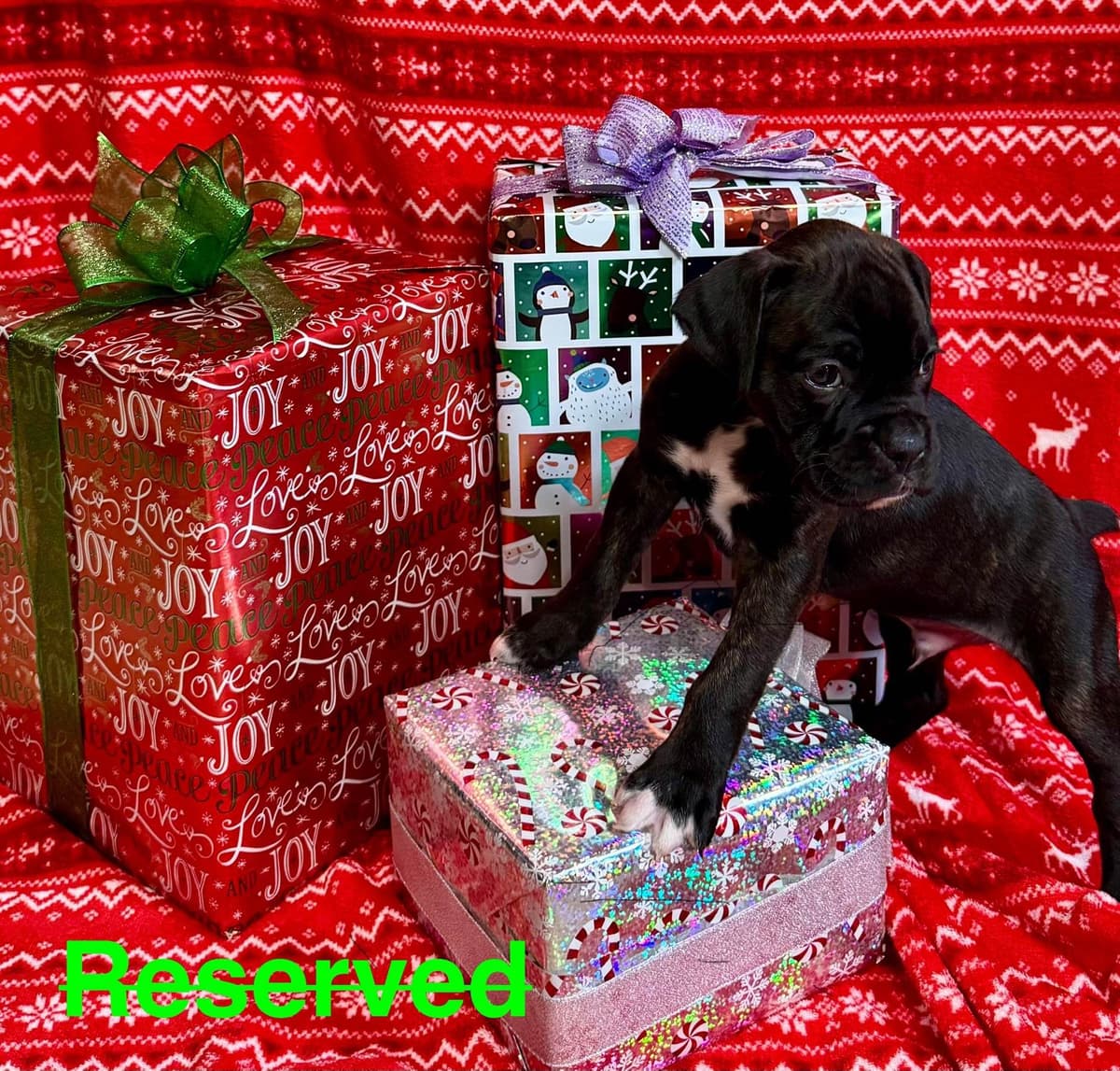 Boxer Puppies breeder image 2