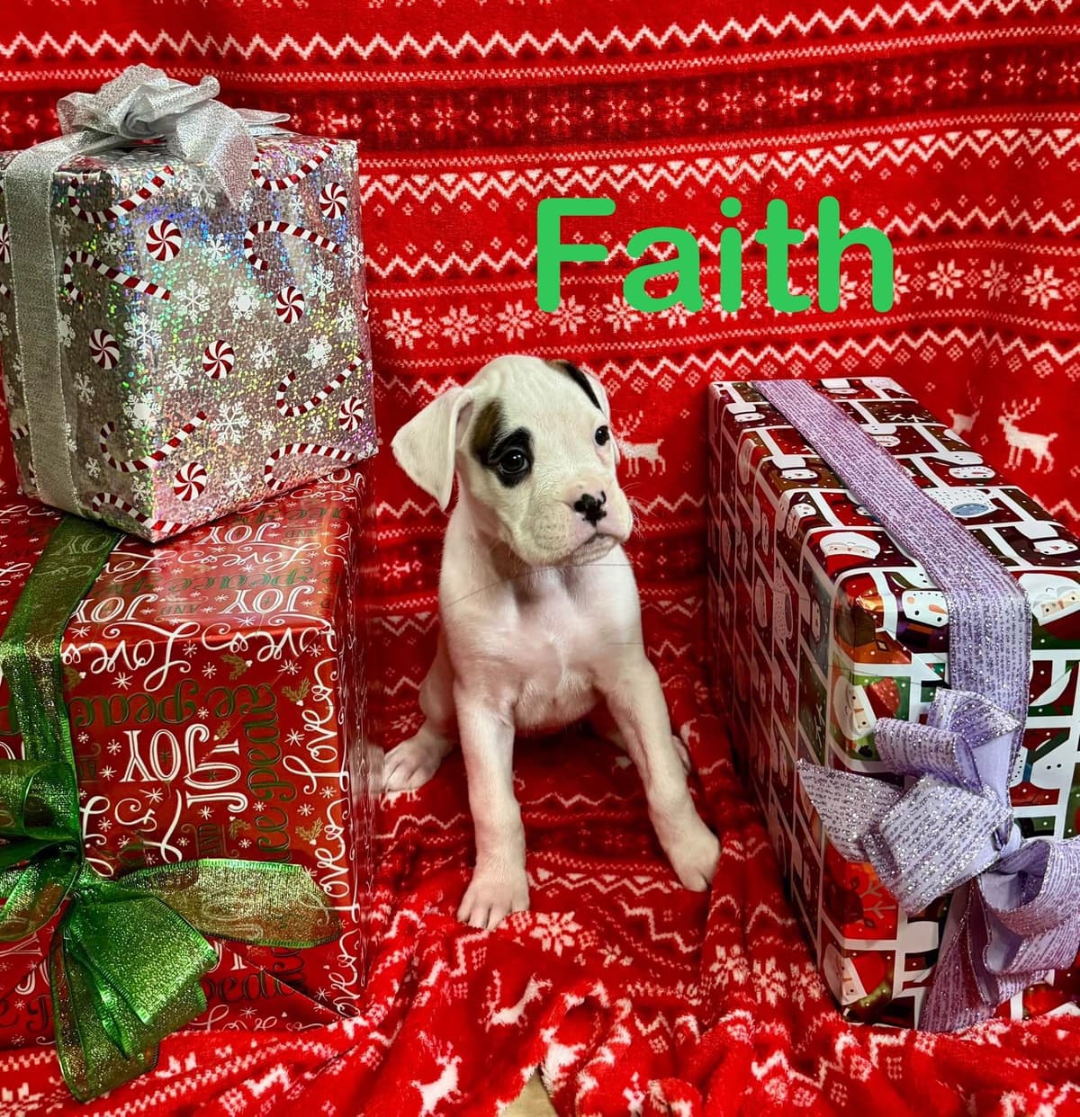 Boxer Puppies breeder image 5
