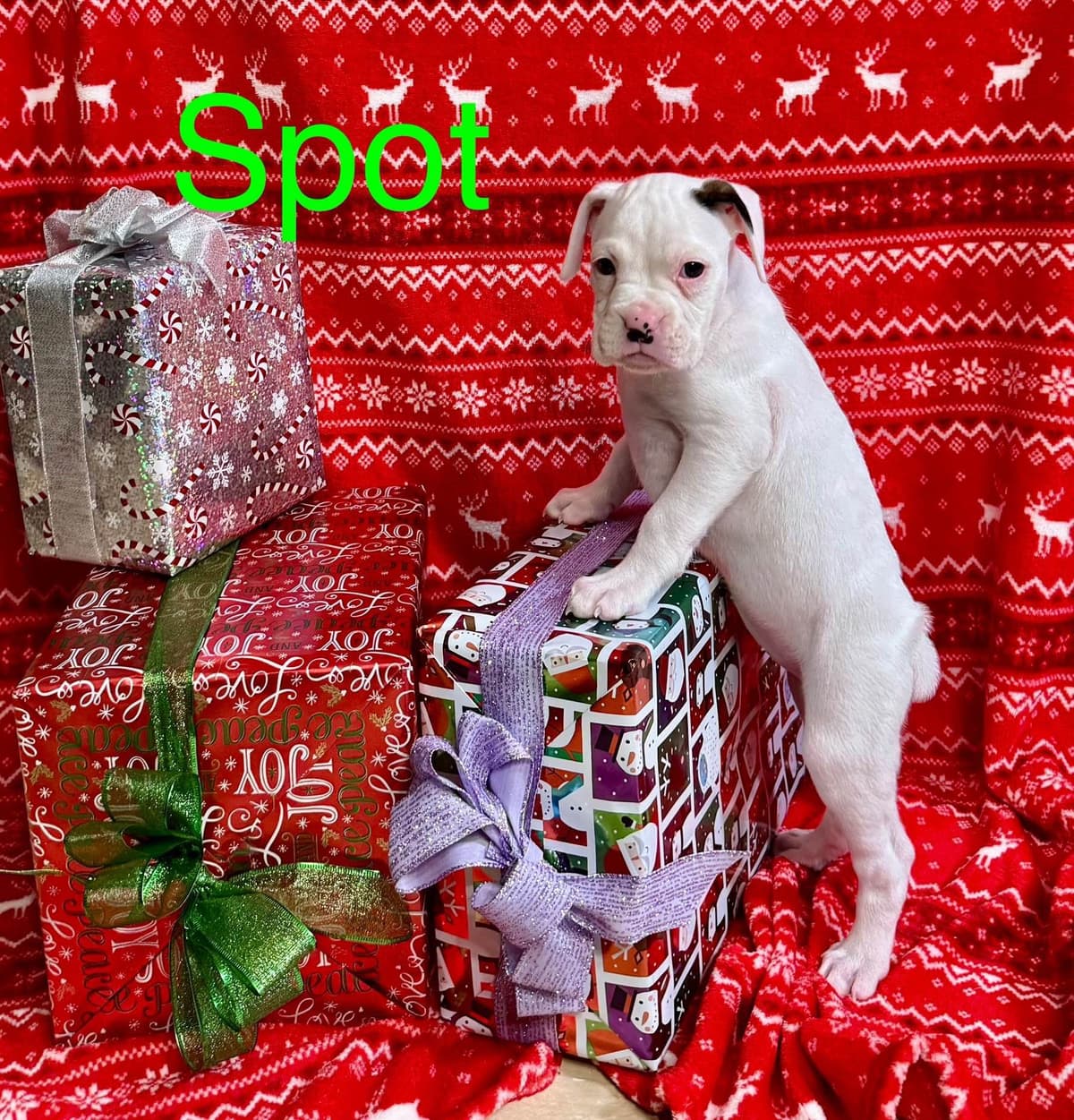 Boxer Puppies breeder image 1