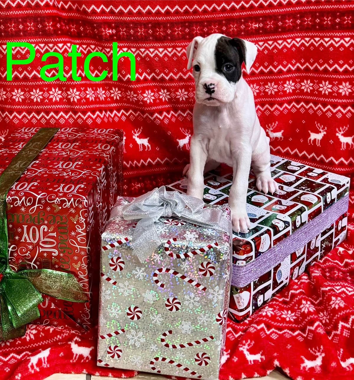 Boxer Puppies breeder image 6