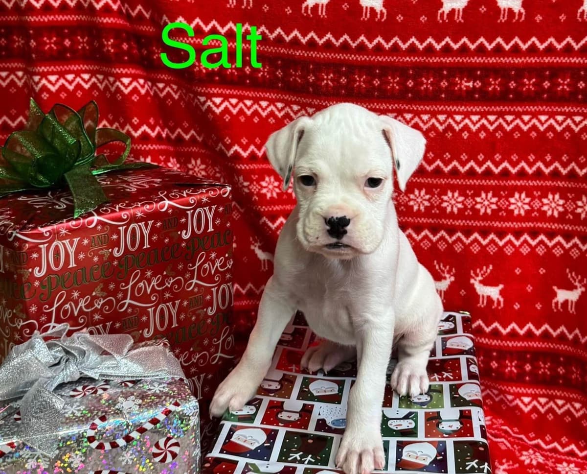 Boxer Puppies breeder image 10