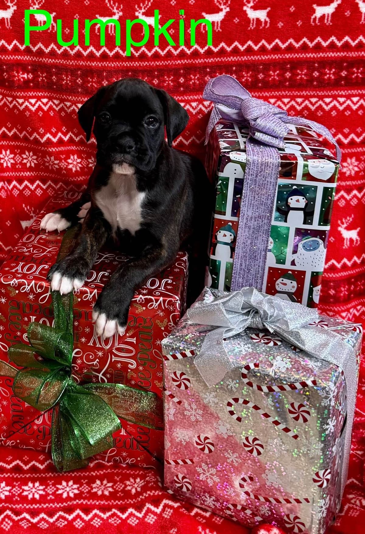 Boxer Puppies breeder image 11