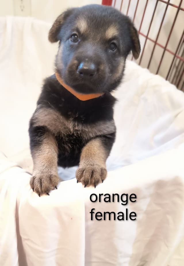 German Shepherd Dog Puppies media 2