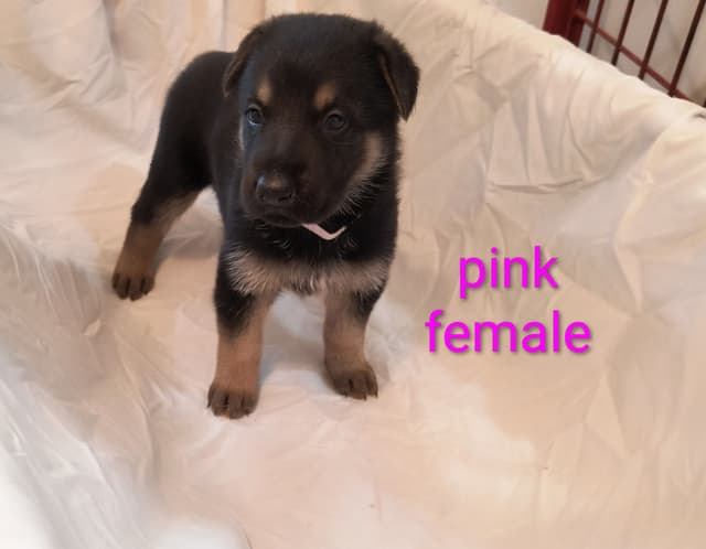 German Shepherd Dog Puppies media 3