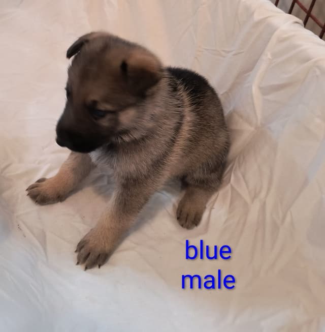 German Shepherd Dog Puppies media 4