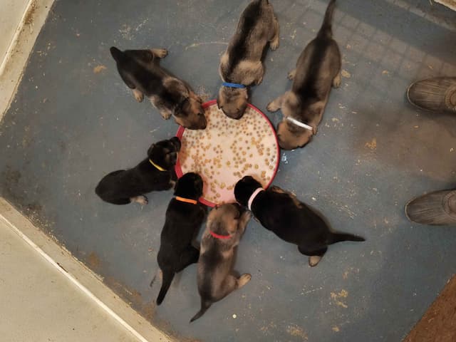 German Shepherd Dog Puppies media 5