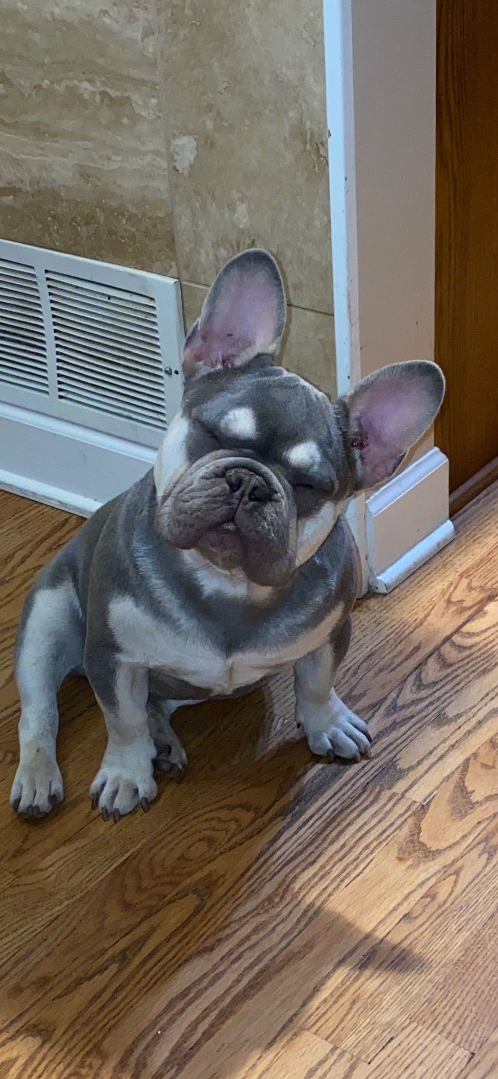 French Bulldog Puppies breeder image 2