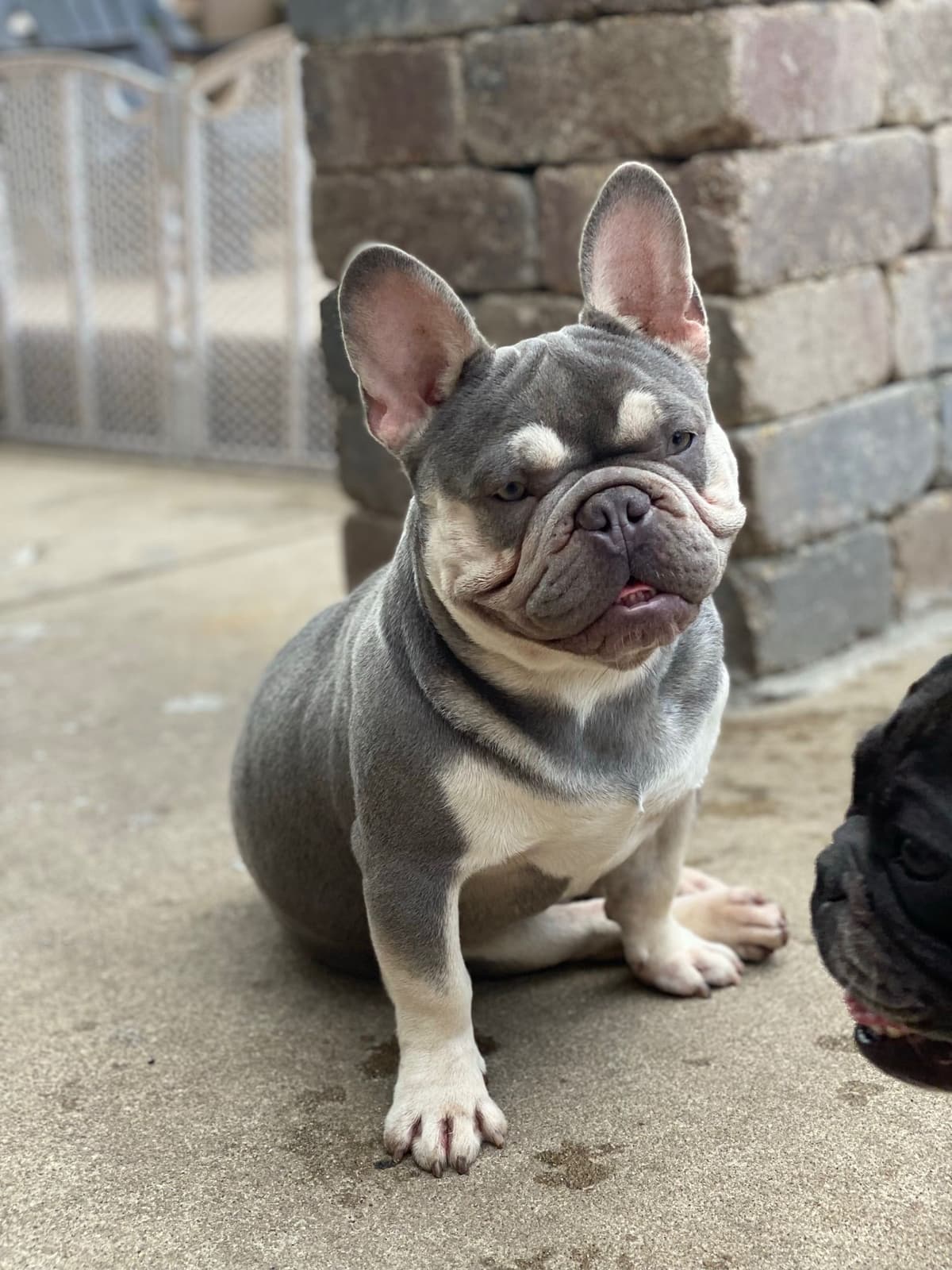 French Bulldog Puppies breeder image 3