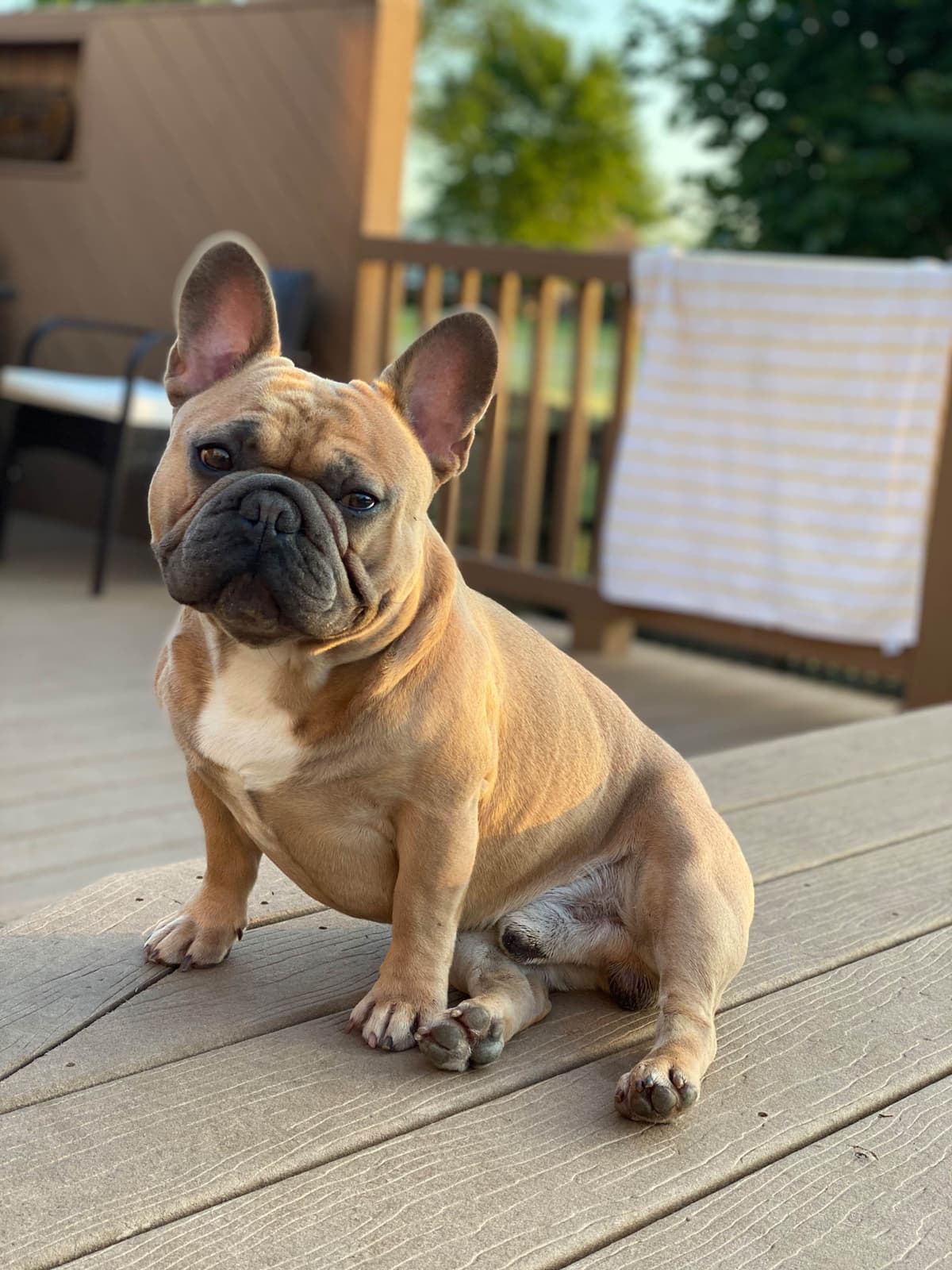French Bulldog Puppies breeder image 6