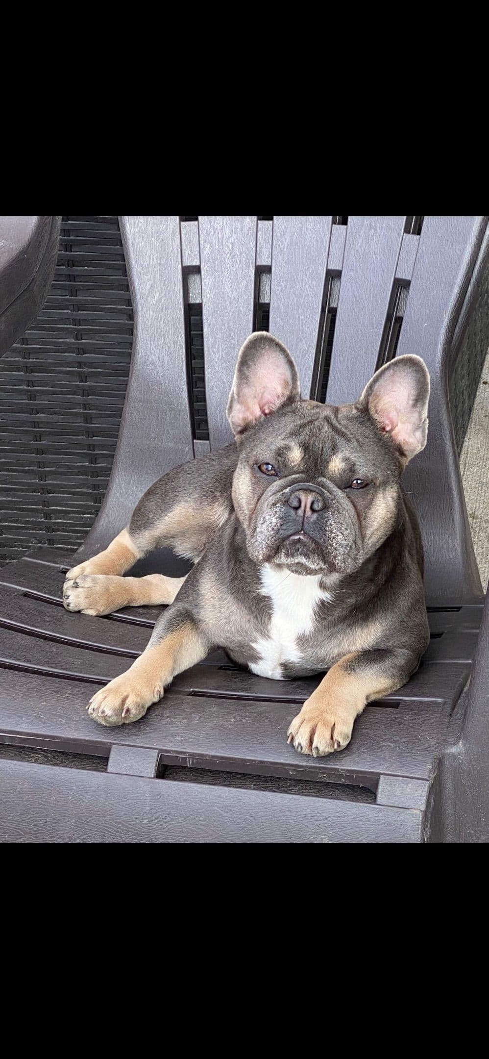 French Bulldog Puppies breeder image 7