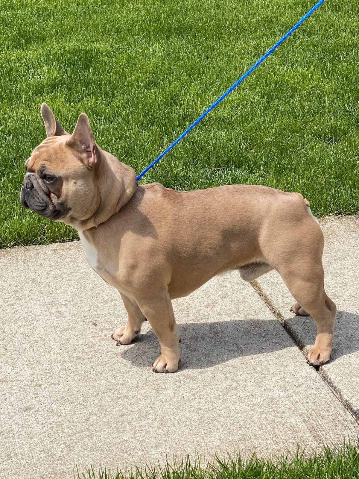 French Bulldog Puppies breeder image 8