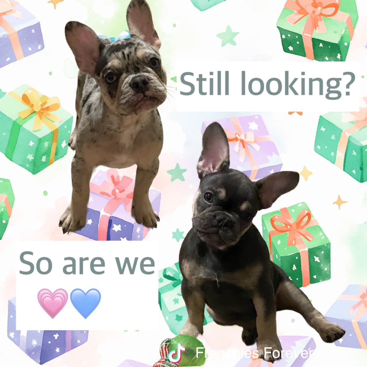 French Bulldog Puppies breeder image 9