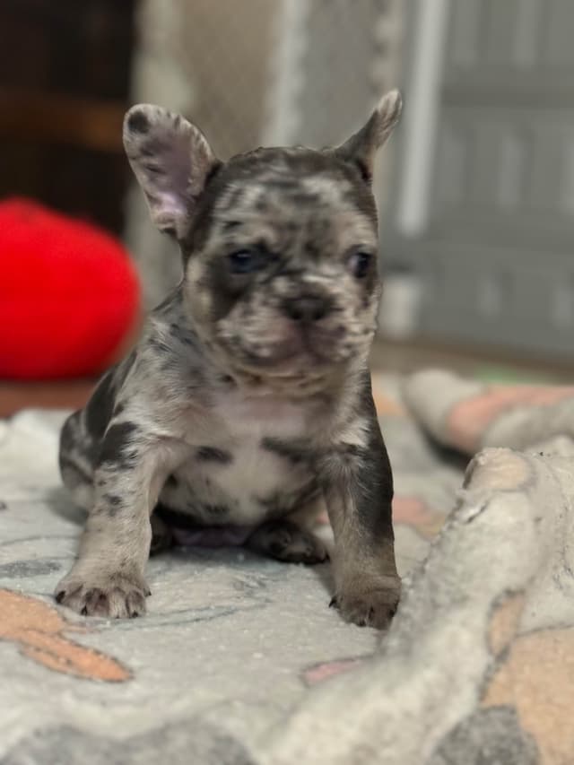 French Bulldog Puppies media 2