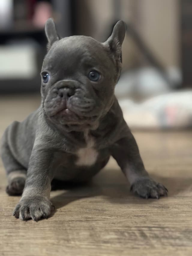 French Bulldog Puppies media 3