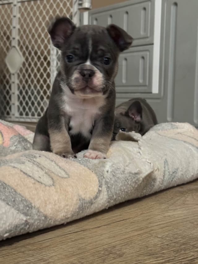 French Bulldog Puppies media 4