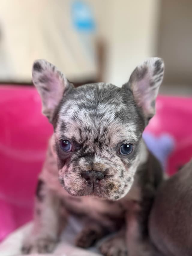 French Bulldog Puppies media 6
