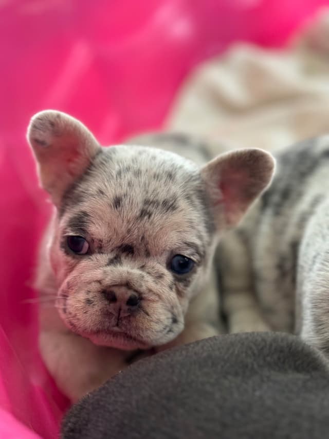 French Bulldog Puppies media 7
