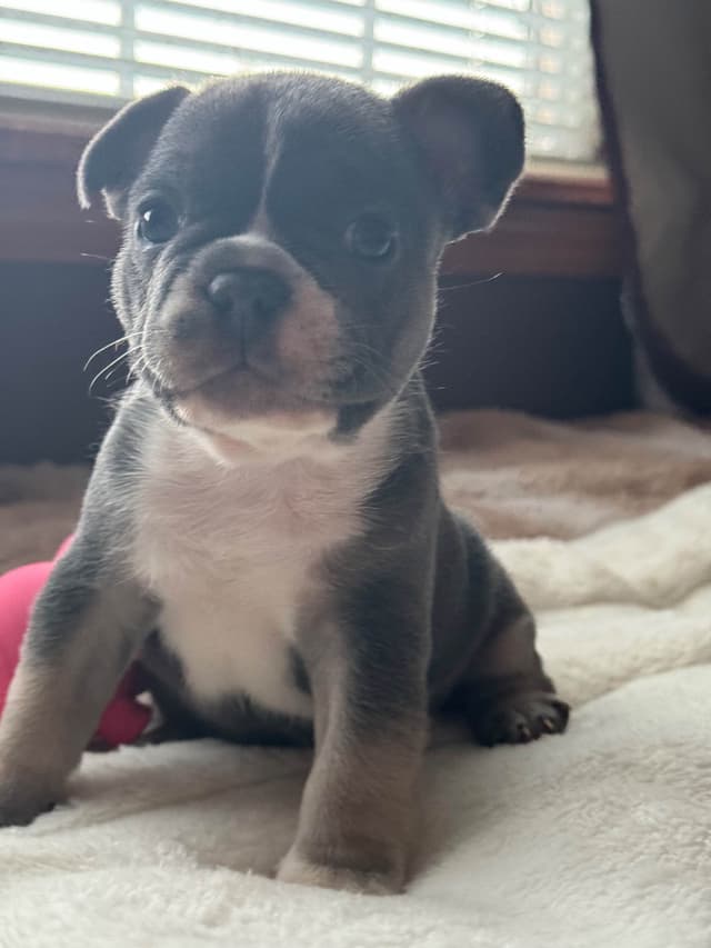 French Bulldog Puppies media 10