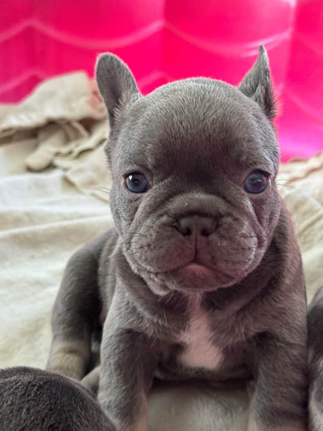 French Bulldog Puppies media 11