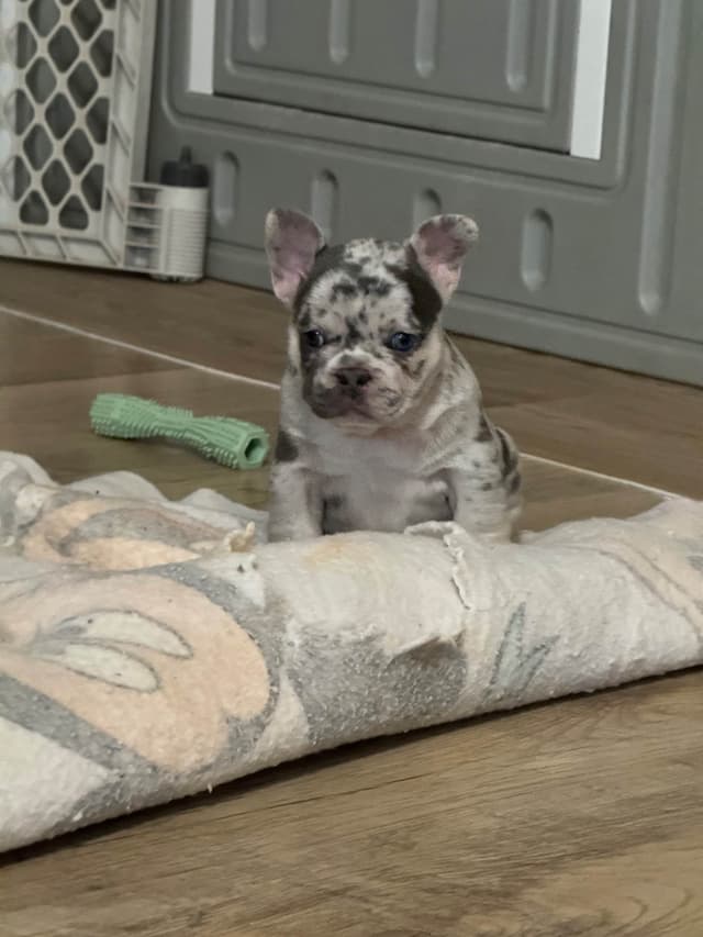 French Bulldog Puppies media 12