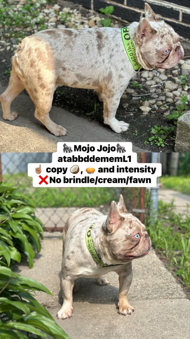 French Bulldog Puppies media 13
