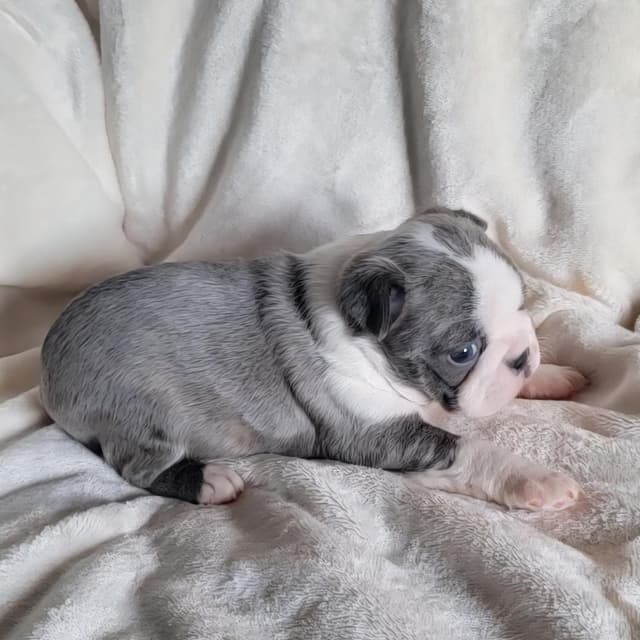 Boston Terrier Puppies media 6