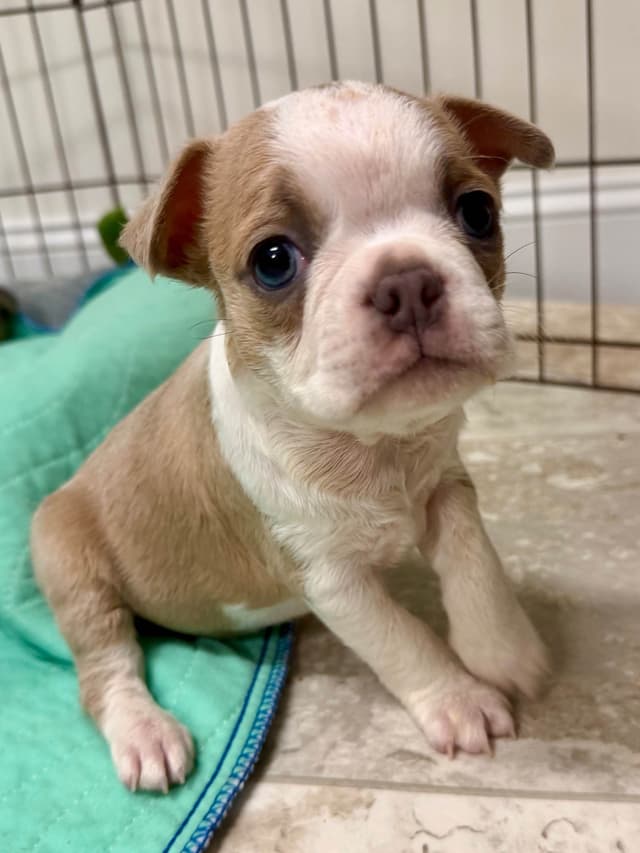 Boston Terrier Puppies media 5
