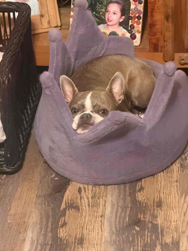Boston Terrier Puppies media 3