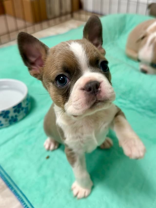 Boston Terrier Puppies media 8