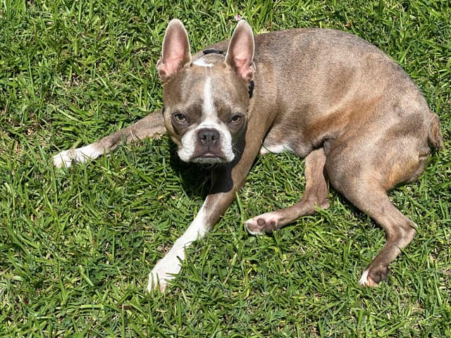 Boston Terrier Puppies media 4