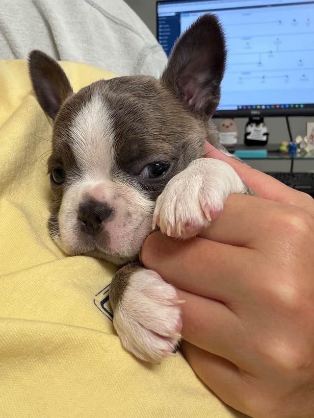 Boston Terrier Puppies media 9