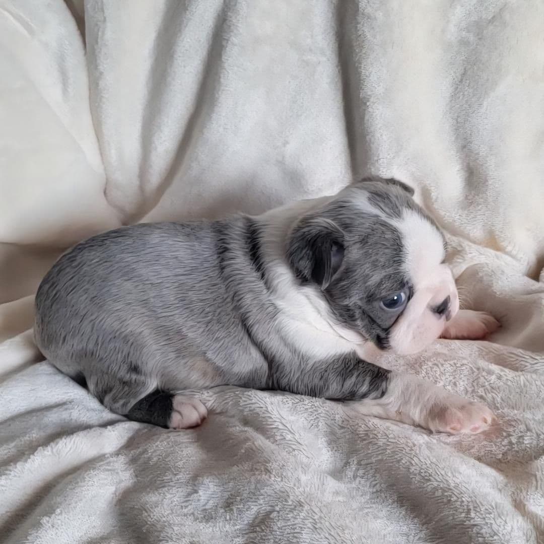 Boston Terrier Puppies breeder image 1