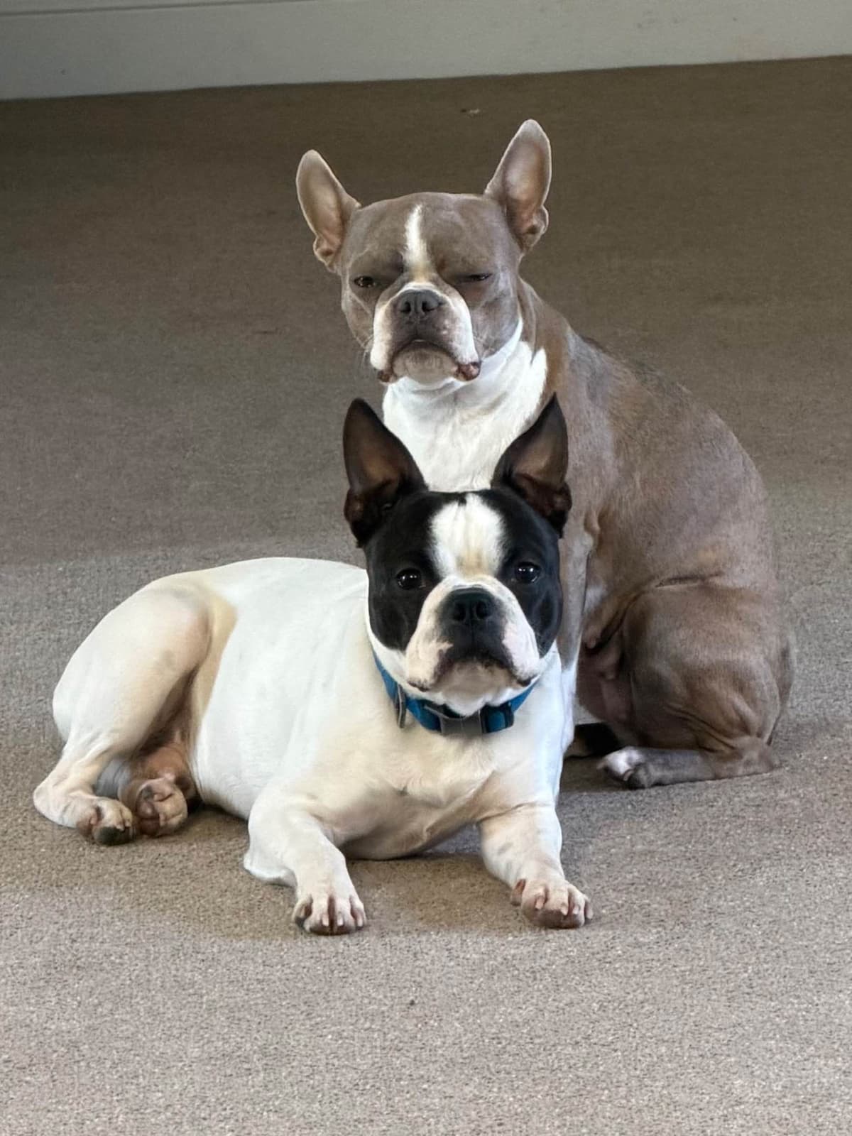 Boston Terrier Puppies breeder image 4