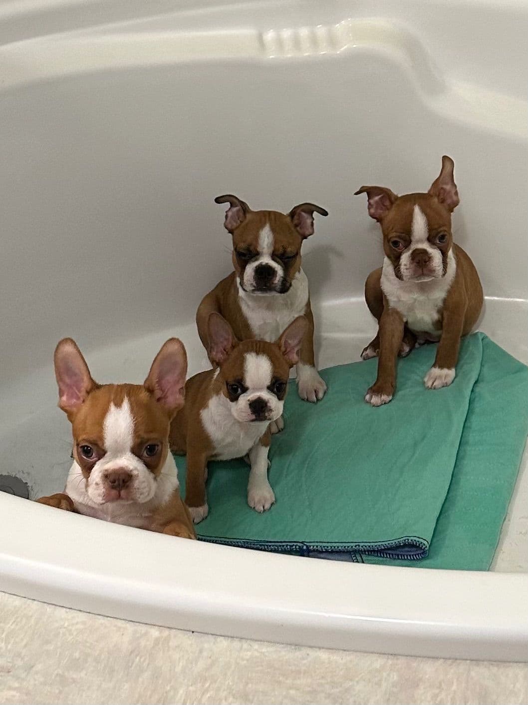 Boston Terrier Puppies breeder image 5